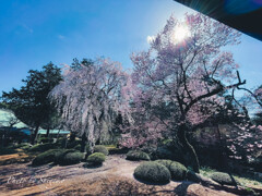 星野山の桜②