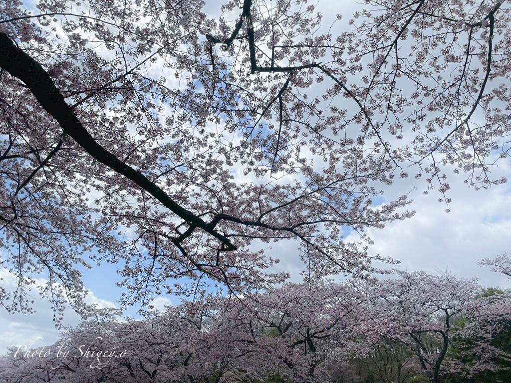 冨士霊園の桜