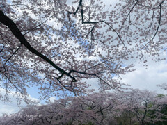 冨士霊園の桜