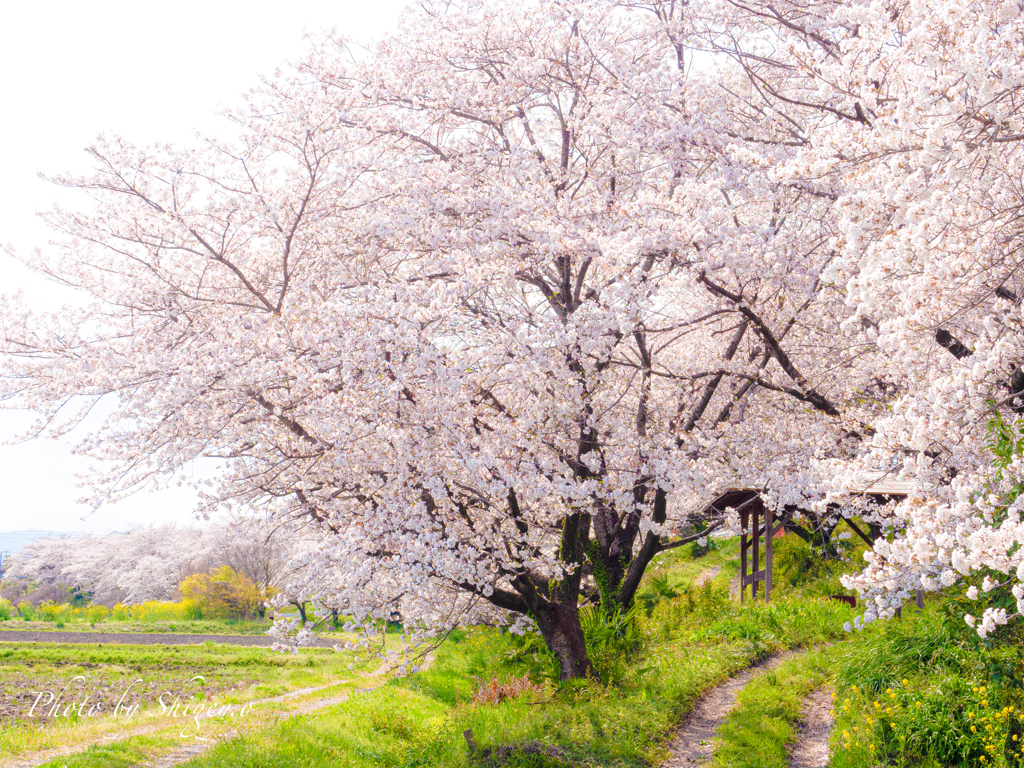 桜並木