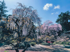 星野山の桜①