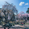 星野山の桜①