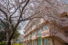 桜咲く