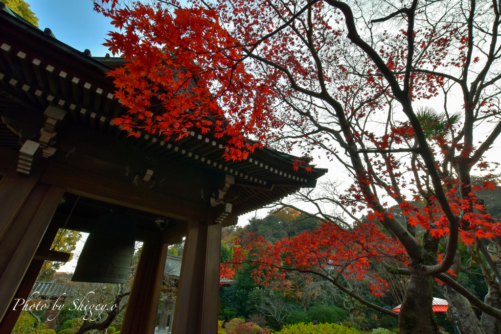 赤に染まる海蔵寺