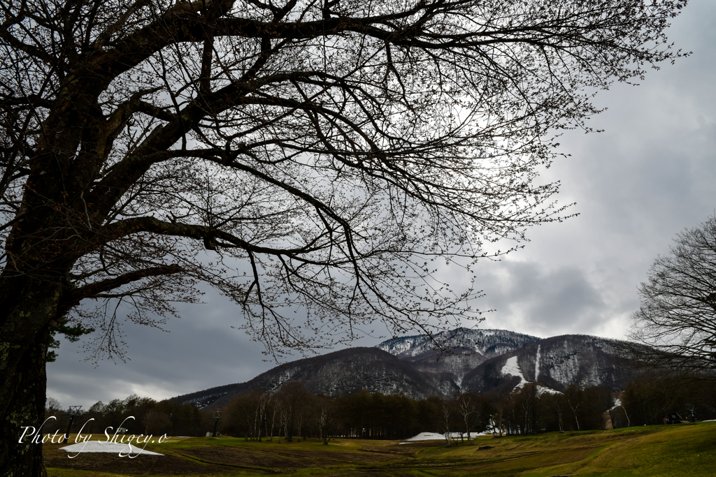 ブラックコスモス(黒姫)