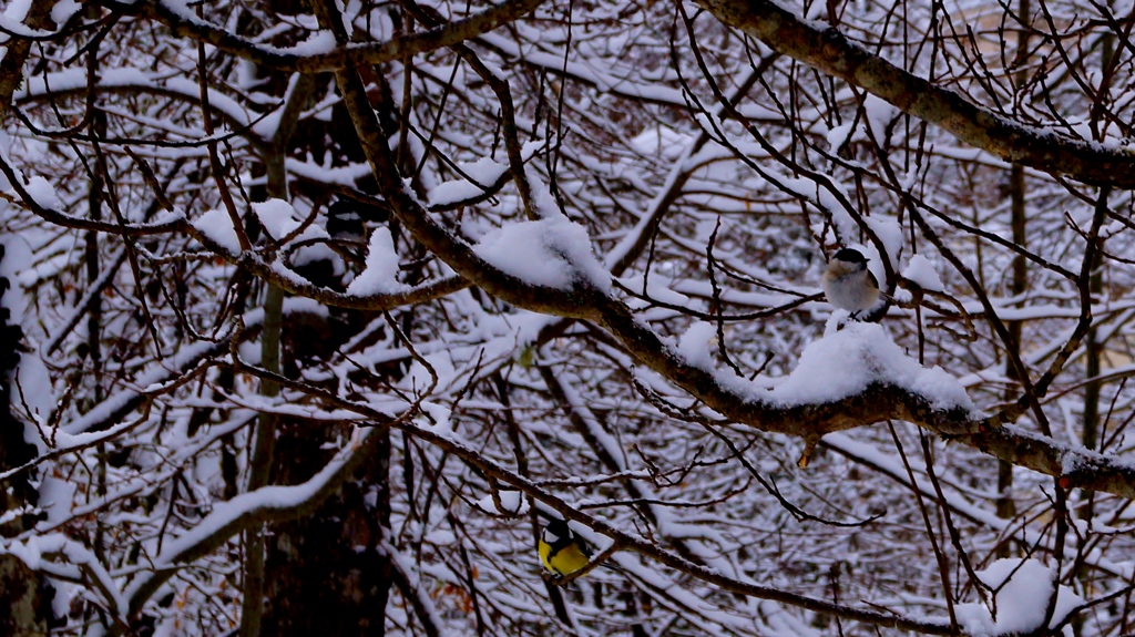 雪に潜む。