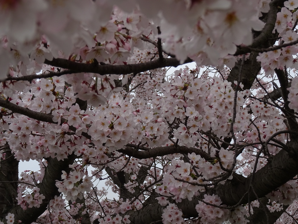 桜の天井