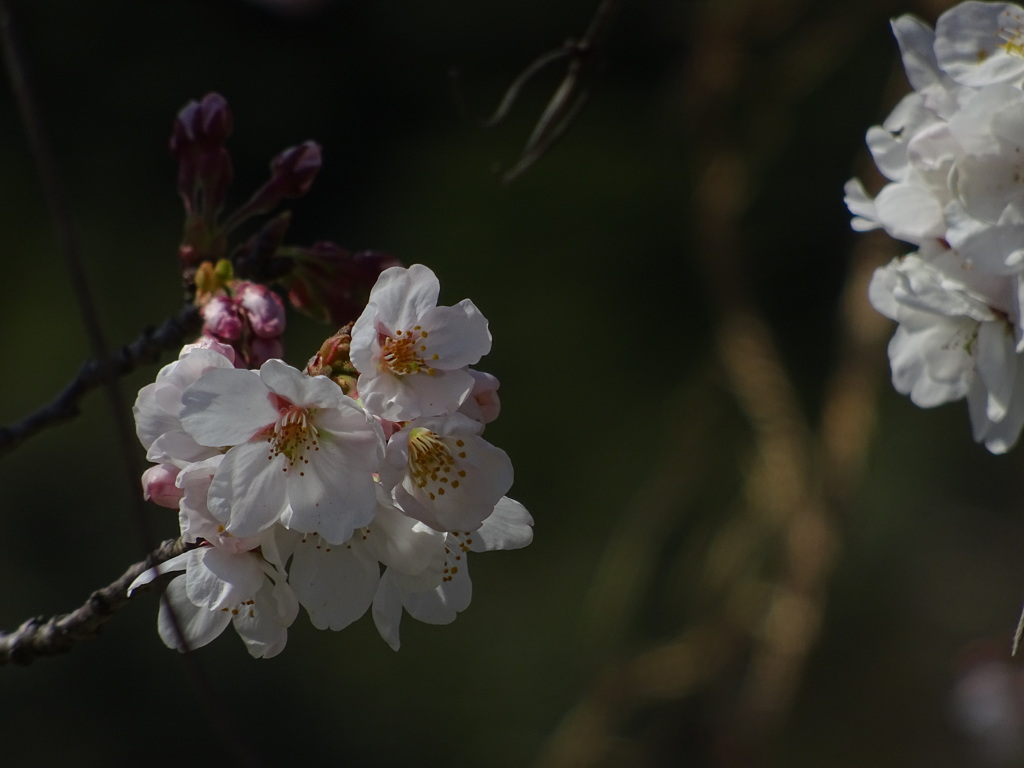 佐賀の桜