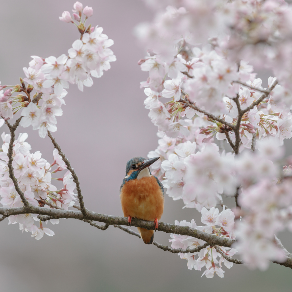 2017桜カワセミ_04