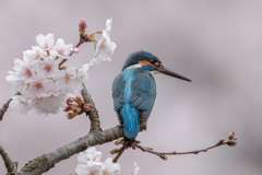 2017桜カワセミ_01