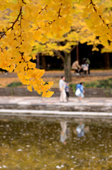 2014年 イチョウ並木 in 国営昭和記念公園