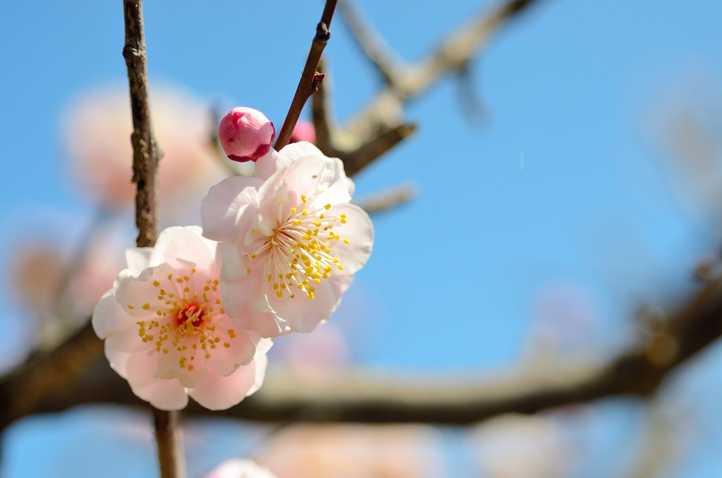 2014年 梅の花