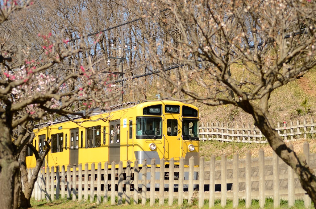 2014年 梅の咲く北山公園を走る西武新2000系