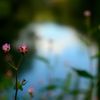 雲場池の脇で咲く小さな花