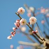 2014年 梅の花