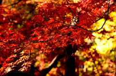 2013年 六義園の紅葉