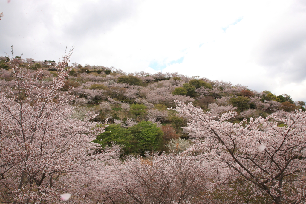 花立の桜2