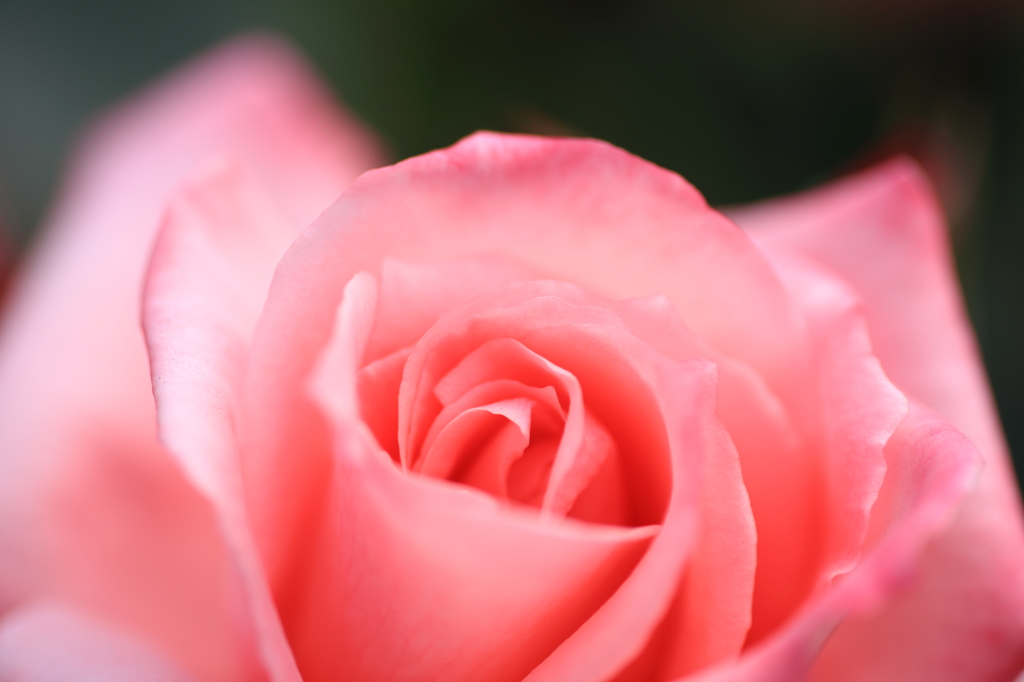 薔薇の喜び
