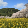 丸山公園1