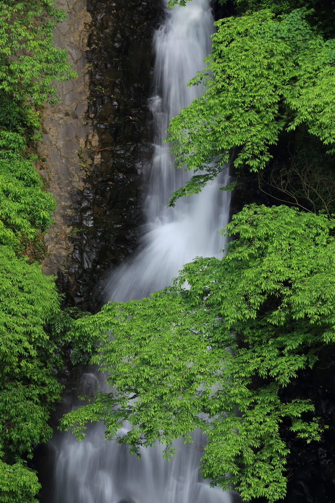 新緑の滝