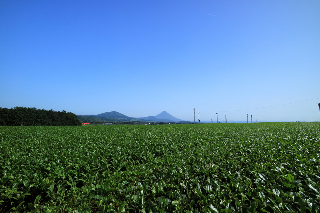 開聞岳と茶