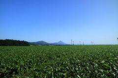 開聞岳と茶