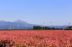 咲いたよ～赤蕎麦の花