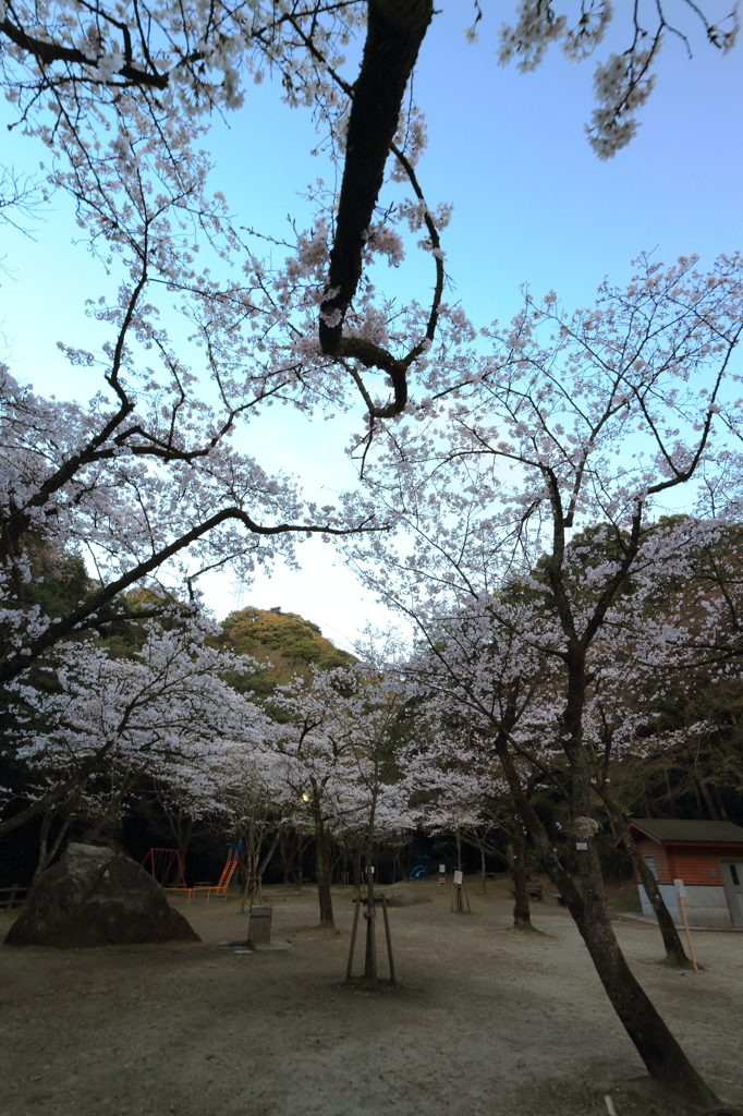 朝桜2