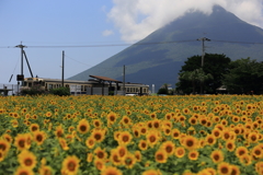 ひまわりに抱かれて～西大山