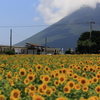 ひまわりに抱かれて～西大山