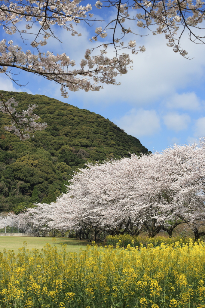 丸山公園2