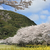 丸山公園2