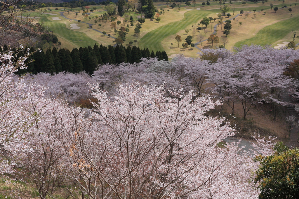 花立の桜1