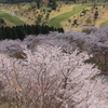 花立の桜1
