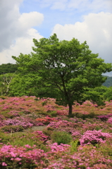 深山の時