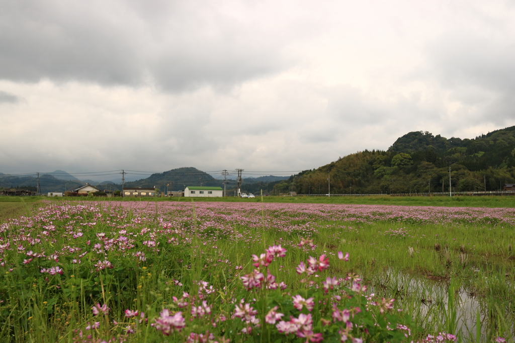 レンゲ草2