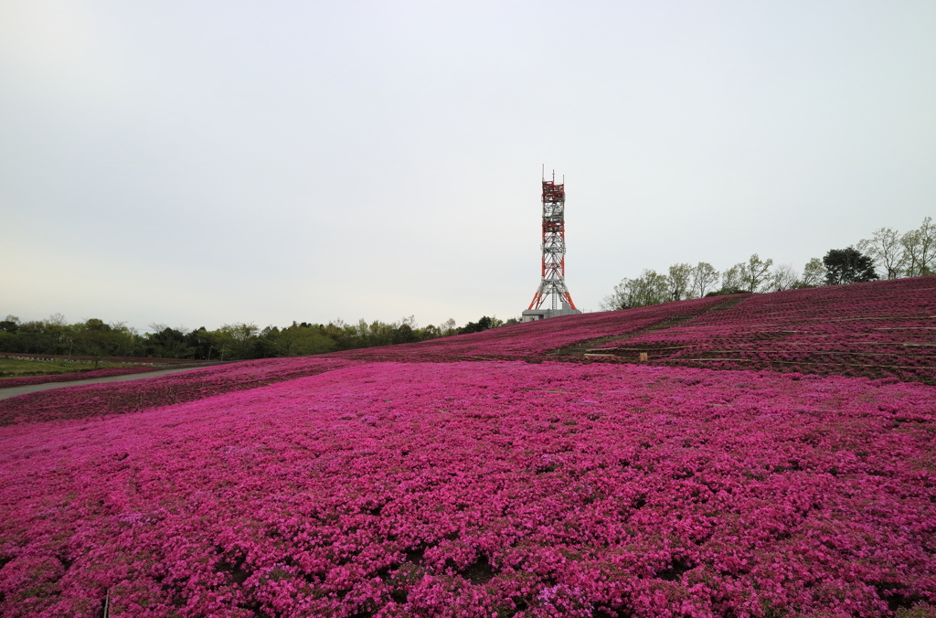 桃色吐息