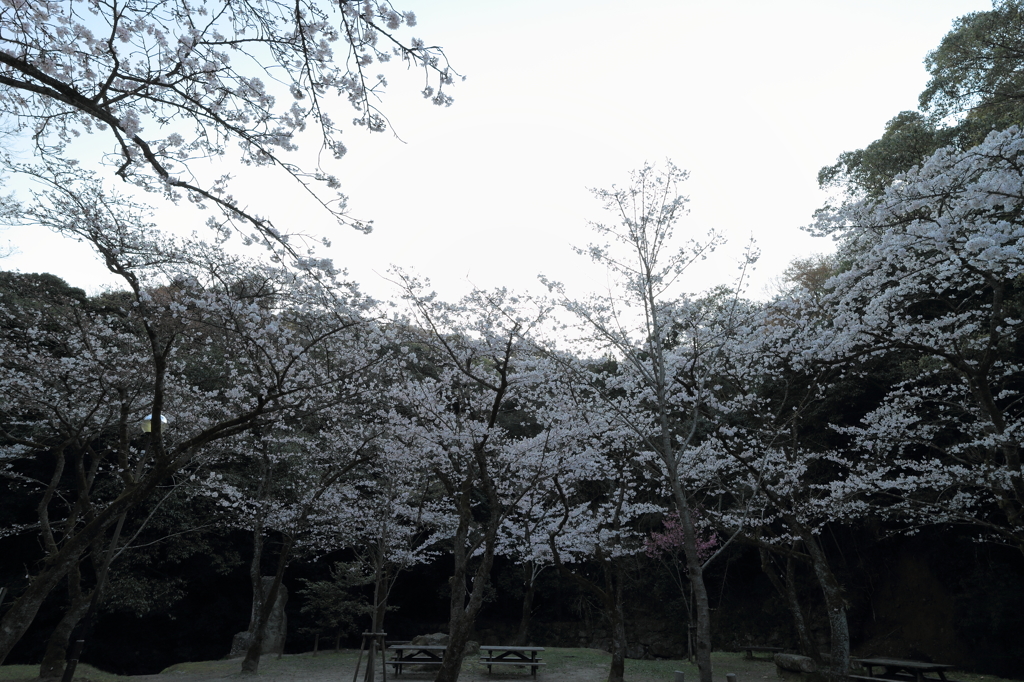 朝桜3