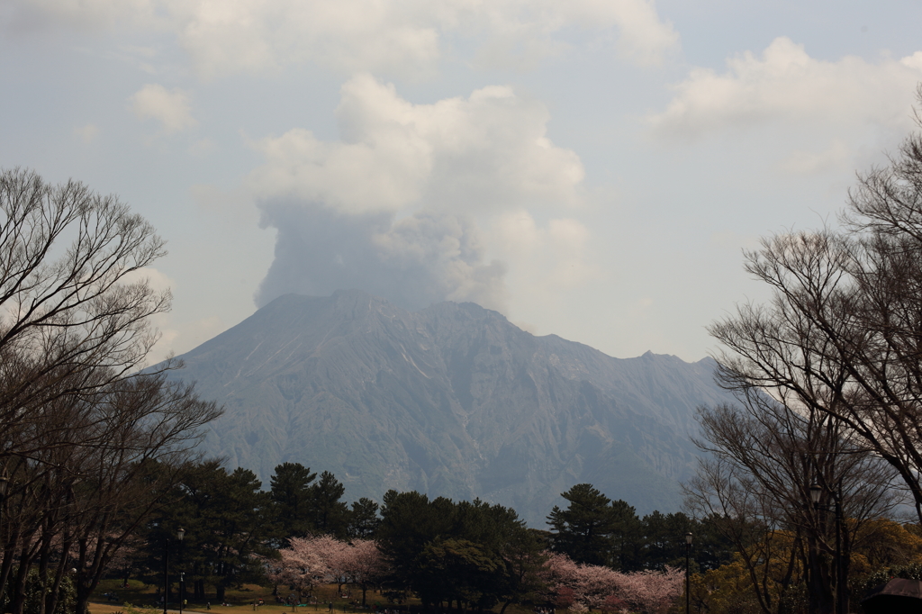 噴煙。桜