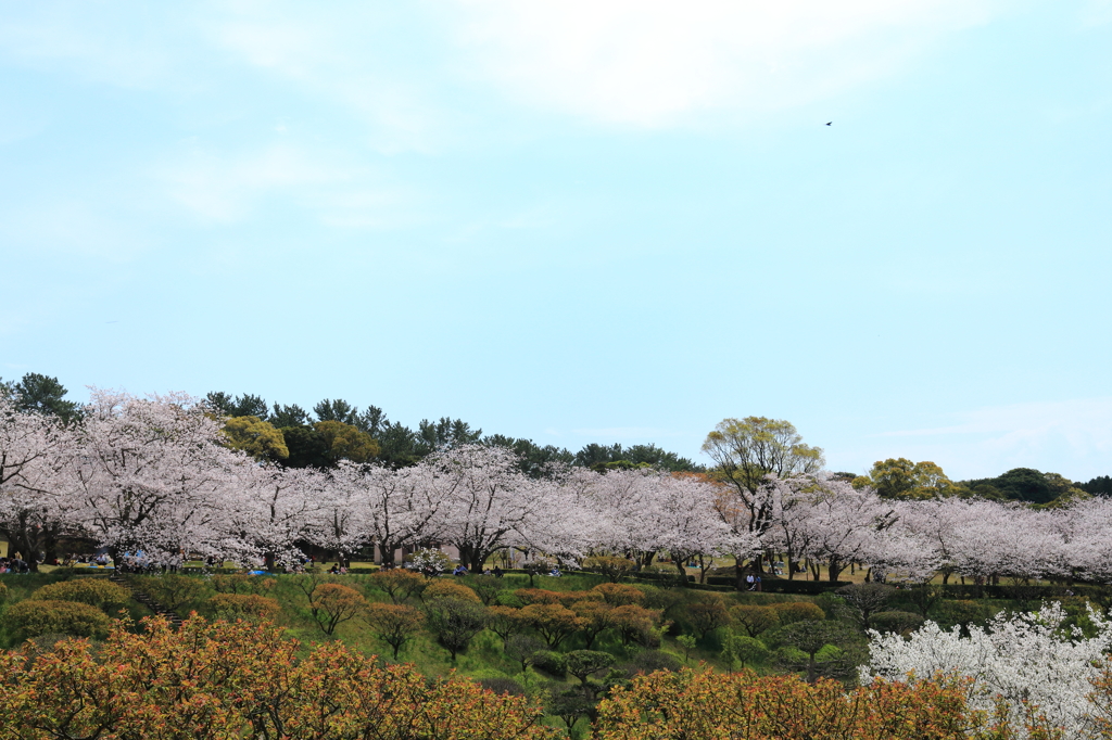 吉野台地に咲く