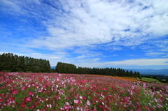 生駒高原の空