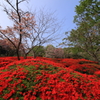 萩の茶屋