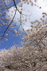 桜景