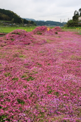 仮眠芝桜