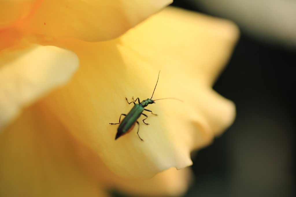 薔薇と虫