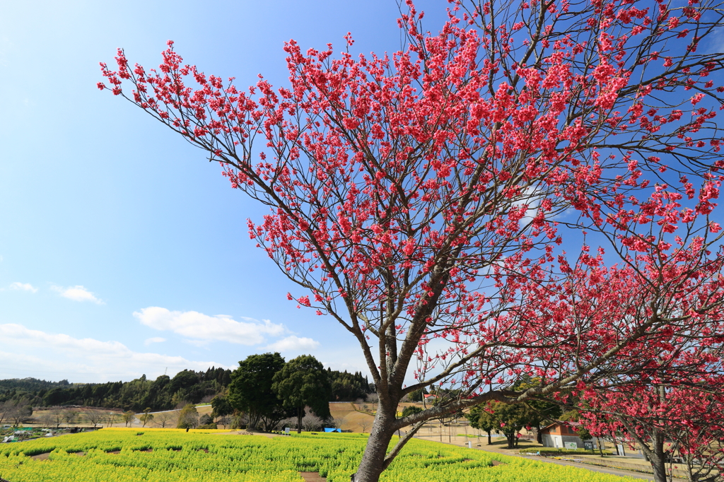 華やかに～spring