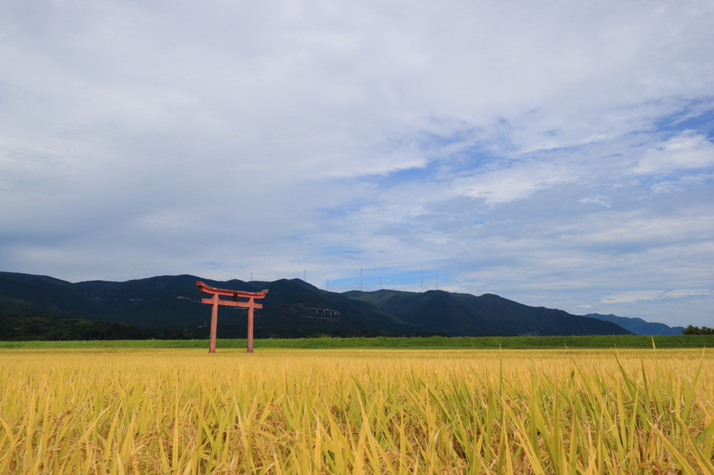 稲穂が実る秋かな