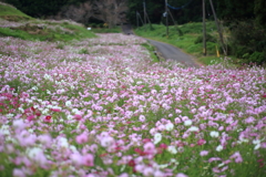 風の通り道～揺らぐコスモス