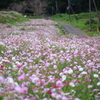 風の通り道～揺らぐコスモス