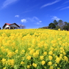 あったら良いな 菜の花ハウス～spring